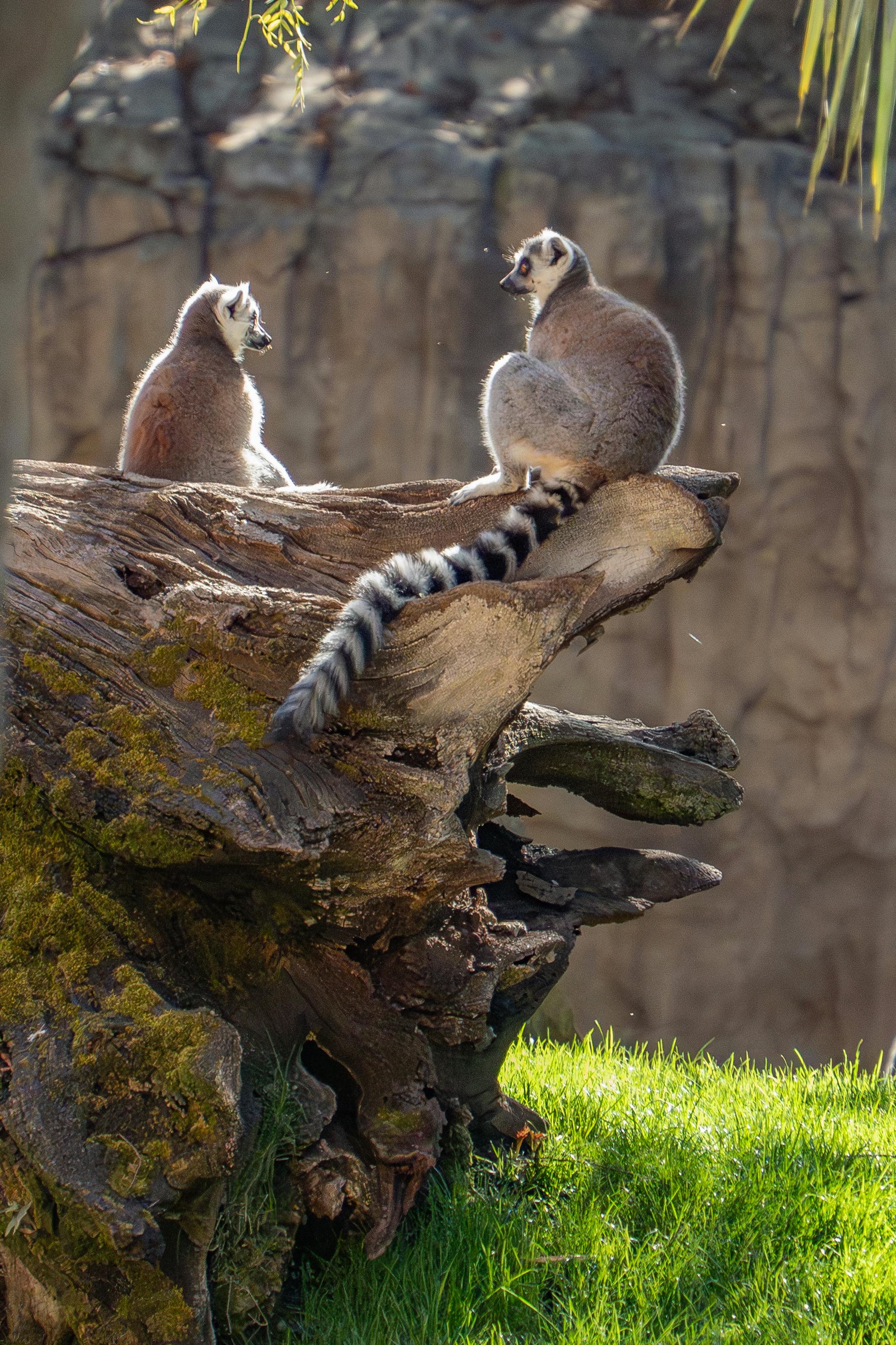 Lémurien de Madagascar — biodiversité préservée par Tany Mena